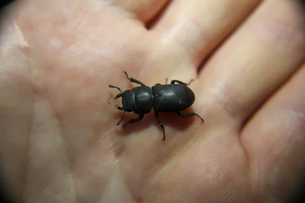 Close Black Beetle — Stock Photo, Image