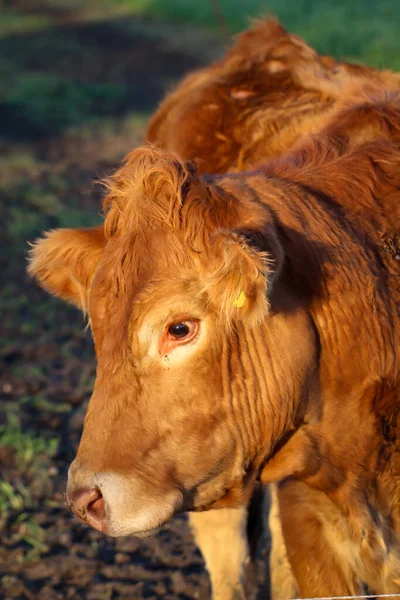 Portret Krowy Pastwisku — Zdjęcie stockowe