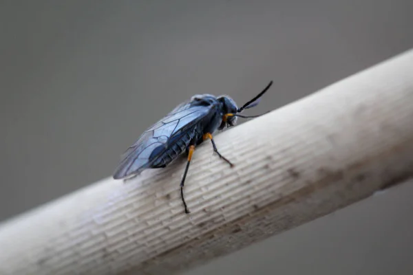 Een Voorgrond Van Een Vlieg Zoals Insect Een Plant — Stockfoto