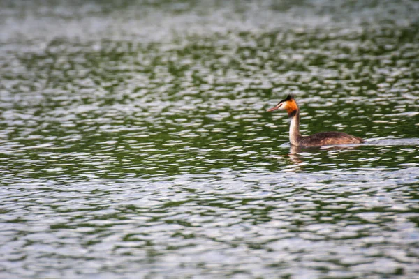 Ein Haubentaucher Schwimmt Auf Einem Teich — Stockfoto