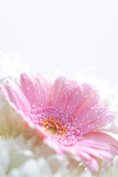 Bela Flor Gerbera Rosa Fundo Branco — Fotografia de Stock