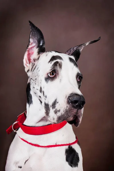 大丹犬一种褐色背景的大白黑斑犬的肖像 — 图库照片