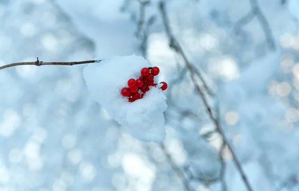 Piros Gyümölcsök Télen — Stock Fotó