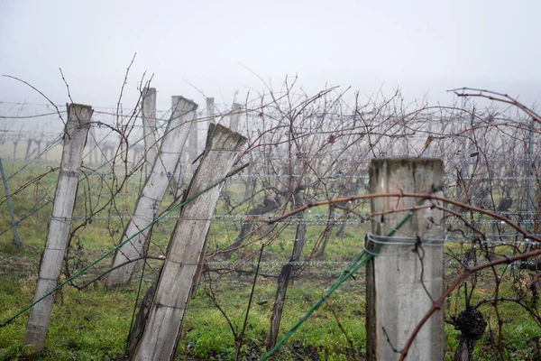 Winter Vineyard Rain Fog Burgenland — Stock Photo, Image
