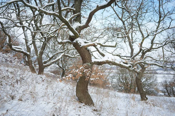 ブルゲンラント州の雪に覆われた冬のオークの木 — ストック写真