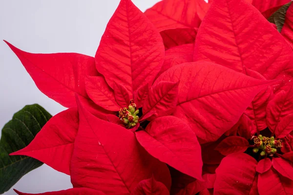 Rode Poinsettia Bloem Witte Achtergrond — Stockfoto