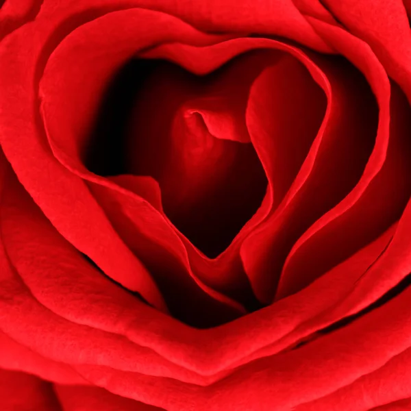 Red Rose Petals Close — Stock Photo, Image