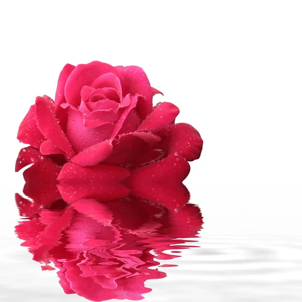 Piękne Czerwone Róże Izolowane Białym Tle — Zdjęcie stockowe