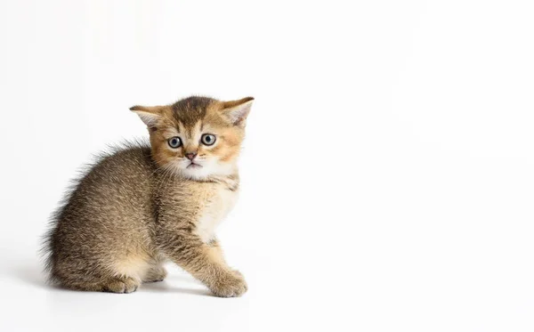 Kedi Yavrusu Altın Işaretli Ngiliz Çinçillası Beyaz Arka Planda Oturur — Stok fotoğraf
