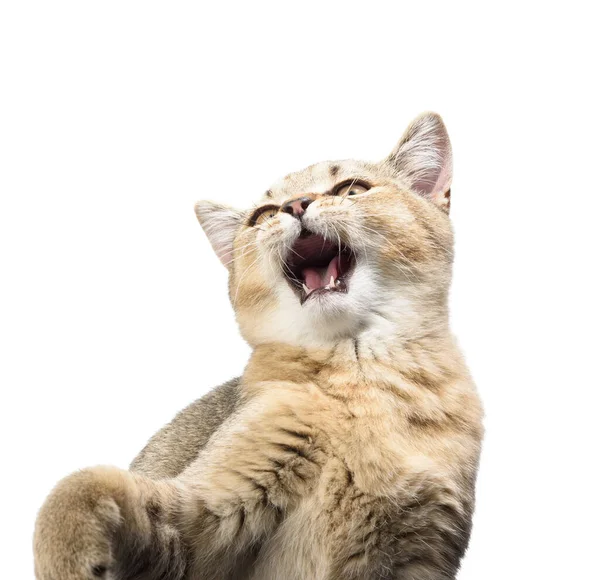 กแมว ทอง งกฤษ ตรงบนพ นหล โดดเด ยวส ขาว ปากเป ดกว — ภาพถ่ายสต็อก