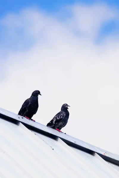 家の屋根の上に鳩が — ストック写真