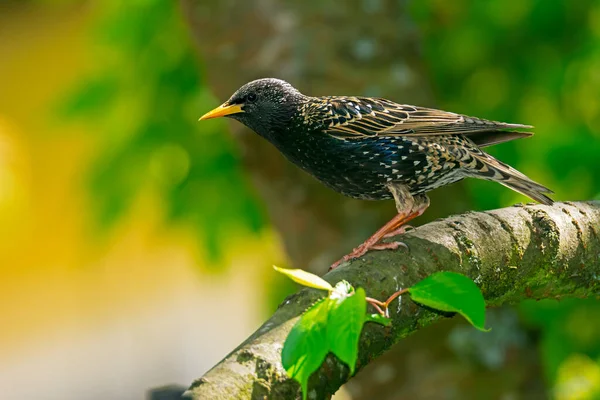 Närbild Svart Stjärnfågel Som Sitter Ett Träd — Stockfoto