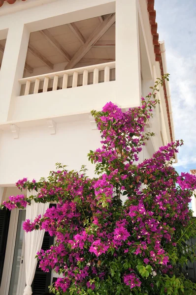 Schöne Blumen Garten — Stockfoto