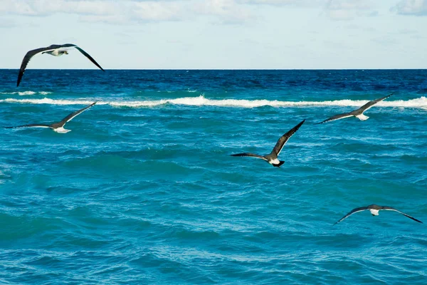 Mouette Volant Dans Mer — Photo