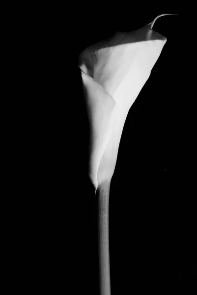 Belle Fleur Blanche Sur Fond Noir — Photo