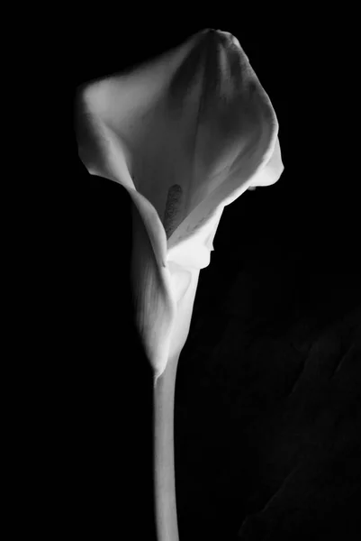 Belle Rose Blanche Dans Obscurité — Photo