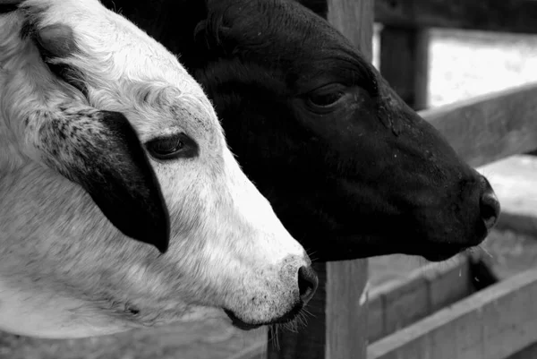 Foto Blanco Negro Una Vaca — Foto de Stock