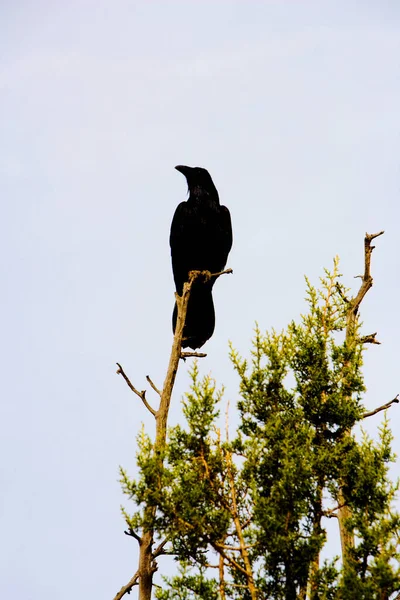 Schwarze Krähe Auf Einem Ast — Stockfoto