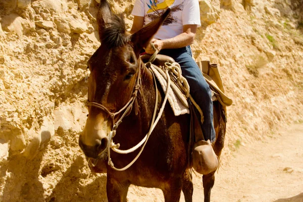 Caballo Desierto — Foto de Stock