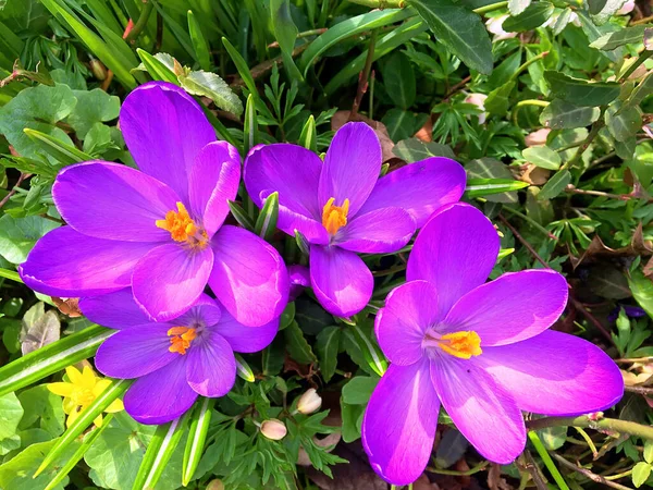 Фіолетові Квіти Саду — стокове фото