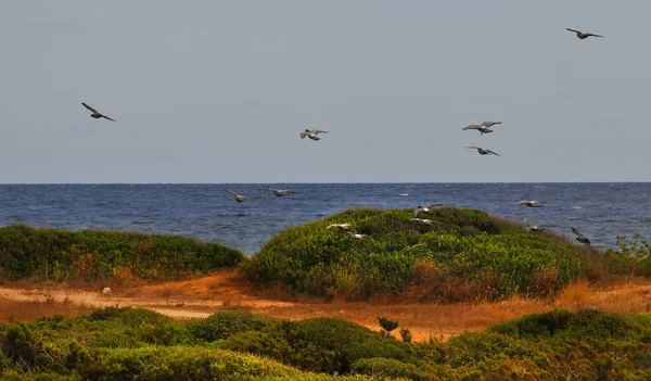 Bela Vista Mar Norte Israel — Fotografia de Stock