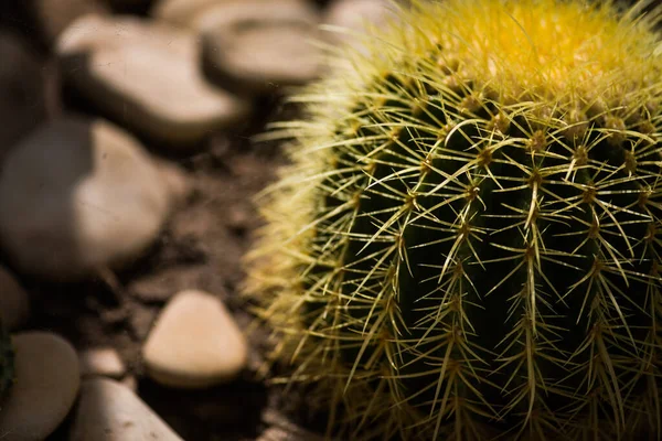 Cactus Garden — Stock Photo, Image