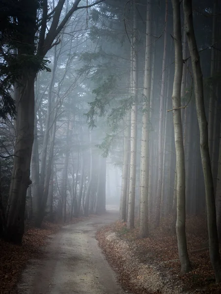 Forêt Brumeuse Dans Brouillard — Photo