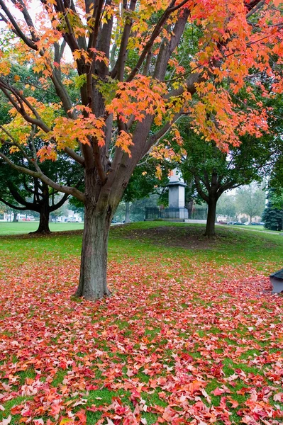 秋天的风景 绿叶斑斓 — 图库照片