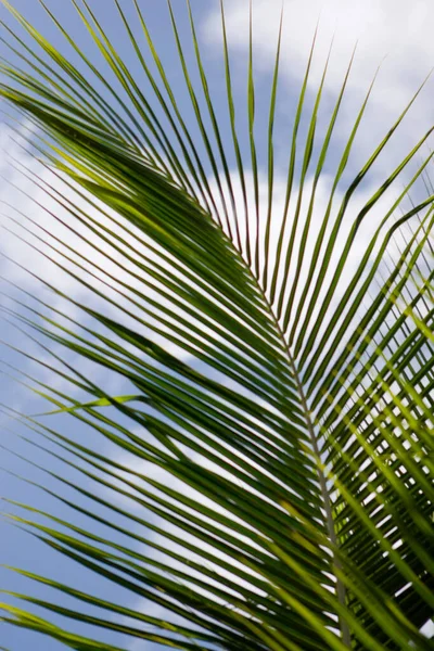 海滩上的棕榈叶 — 图库照片