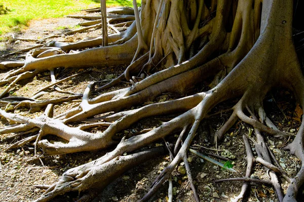 Raízes Árvores Velhas Floresta — Fotografia de Stock