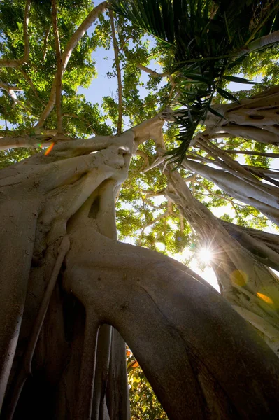 Hermoso Bosque Tropical Selva —  Fotos de Stock