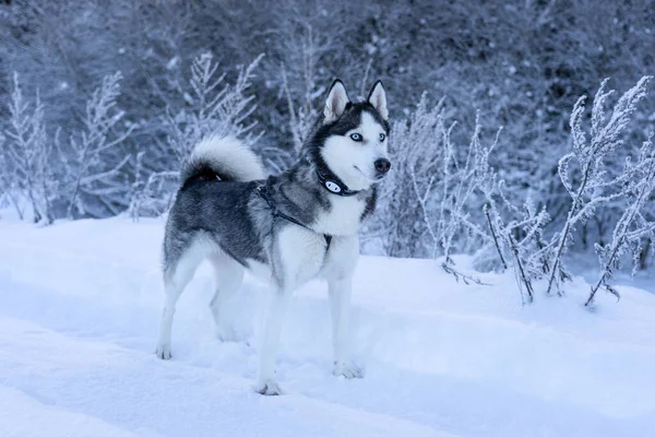 Pes Plemeno Husky Stojí Sněhu Dívá Daleko — Stock fotografie