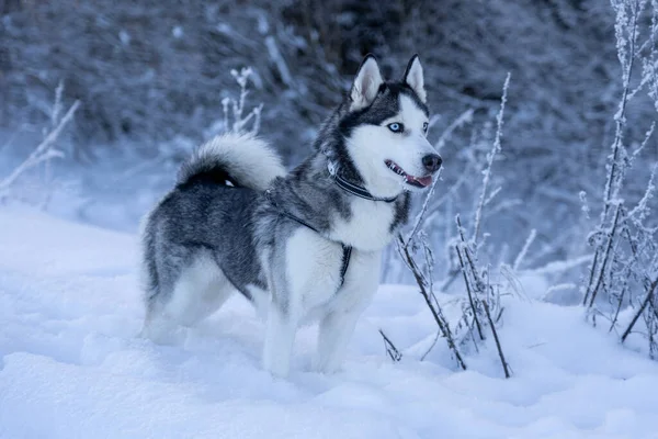 Ένας Σκύλος Ράτσας Husky Στέκεται Στο Χιόνι Και Κοιτάζει Μακριά — Φωτογραφία Αρχείου