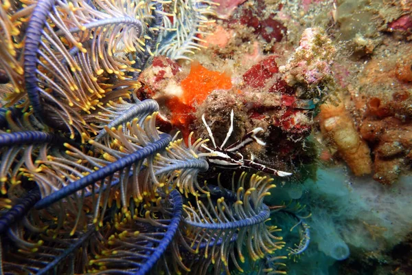 Schöne Fische Roten Meer — Stockfoto