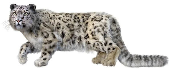 Renderização Grande Leopardo Neve Gato Isolado Fundo Branco — Fotografia de Stock