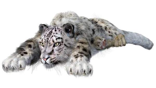 Renderização Grande Leopardo Neve Gato Isolado Fundo Branco — Fotografia de Stock