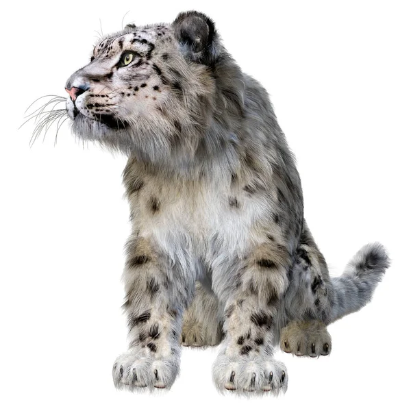 Rendering Grande Gatto Leopardo Delle Nevi Isolato Sfondo Bianco — Foto Stock