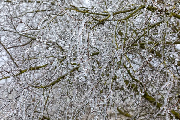 Ledové Větvičky Větve Stromů Keřů Zimním Lese Divů Zimní Krajina — Stock fotografie