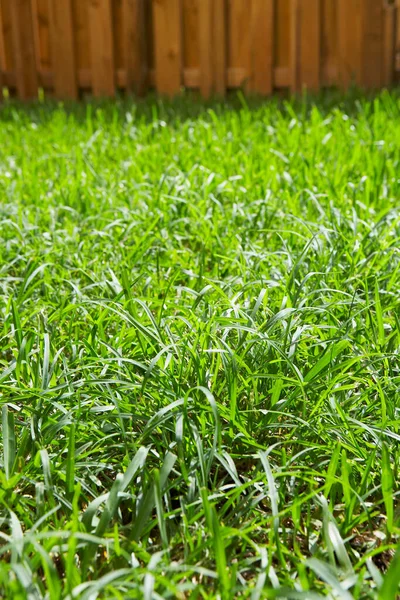 Green Grass Garden — Stock Photo, Image