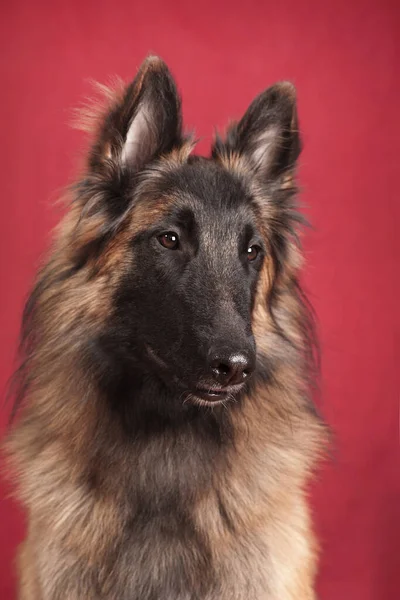 Porträtt Rödbrun Svart Garvad Hund Tervuren Rasen Inomhus Röd Bakgrund — Stockfoto