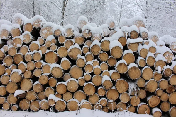 Pilha Troncos Madeira Floresta Inverno — Fotografia de Stock