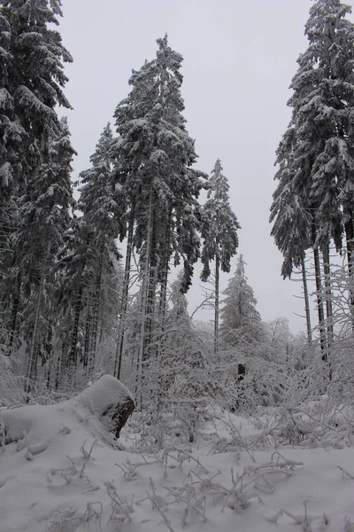 Floresta Inverno Neve — Fotografia de Stock