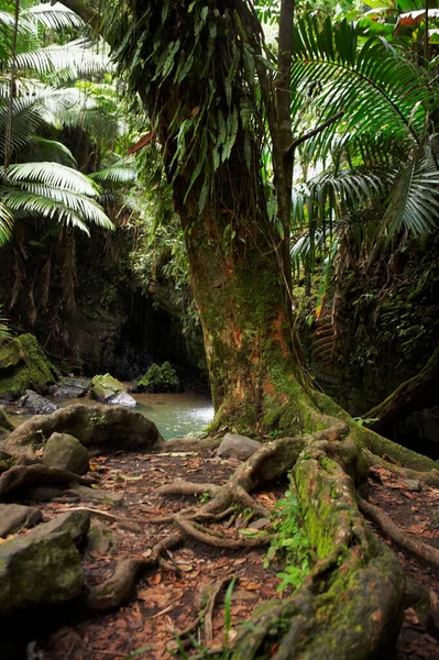 Bela Floresta Tropical Selva — Fotografia de Stock