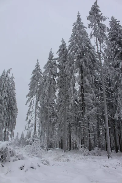 Floresta Inverno Neve — Fotografia de Stock