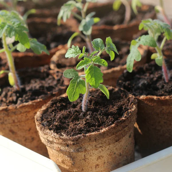 Topfpflanzen Die Biologisch Abbaubaren Moortöpfen Wachsen Gartenkonzept Junge Tomatensetzlinge Sprießen — Stockfoto