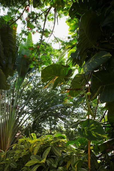 Folhas Verdes Uma Árvore Selva — Fotografia de Stock