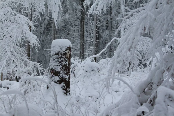 Floresta Inverno Neve — Fotografia de Stock