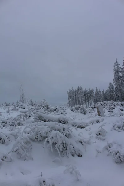 Bela Paisagem Inverno Com Árvores Cobertas Neve — Fotografia de Stock