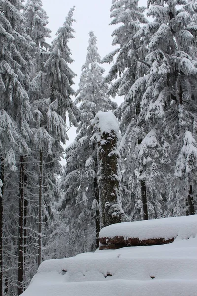 Wunderschöne Winterlandschaft Mit Schneebedeckten Bäumen — Stockfoto