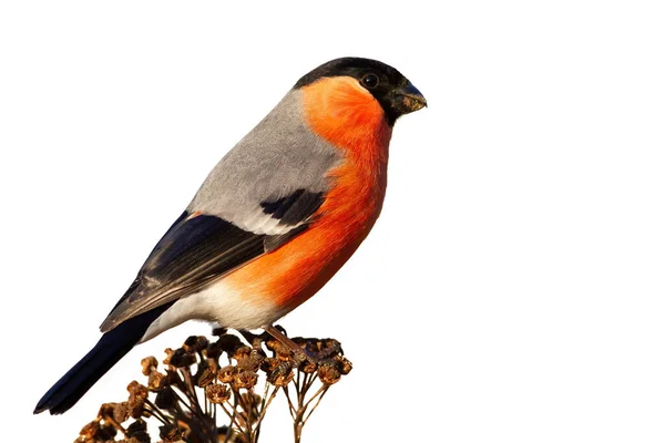 Gimpel Pyrrhula Pyrrhula Sitzt Auf Einer Trockenen Blume Die Auf — Stockfoto